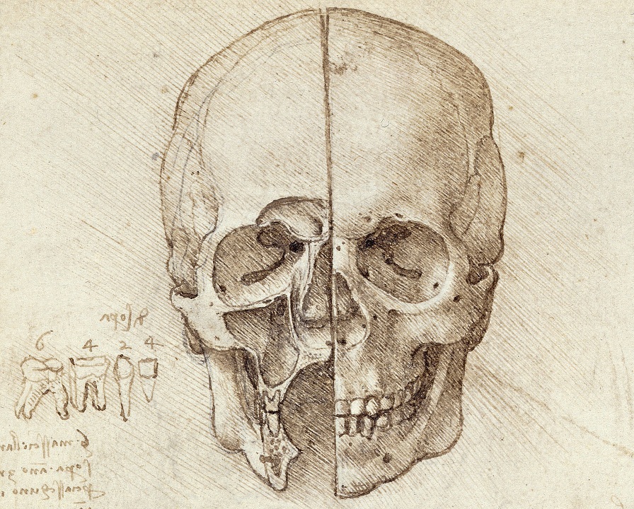 Анатомический рисунок черепа. Леонардо.