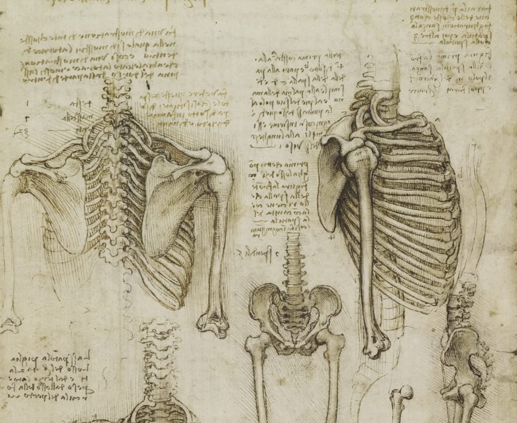 Скелет человека анатомия рисунок